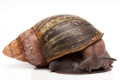 Archachatina puylaerti adult
